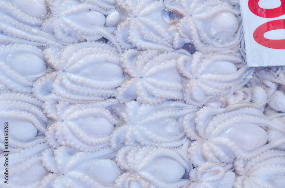 Obraz premium Squid ,Fresh seafood