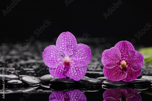 Two Pink orchid on black pebbles 