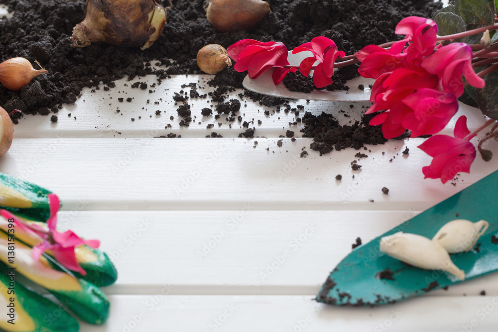 Fototapeta premium gardening concept with flowers plant on white wooden background