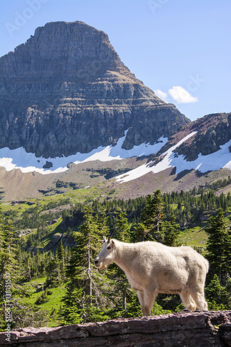 Grinnell Glacier National Park Montana photo