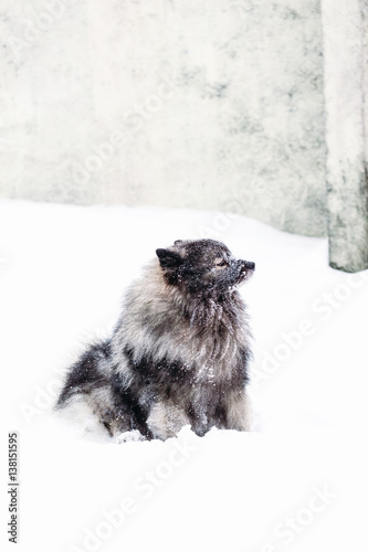 Beautiful dog Keeshond in snow