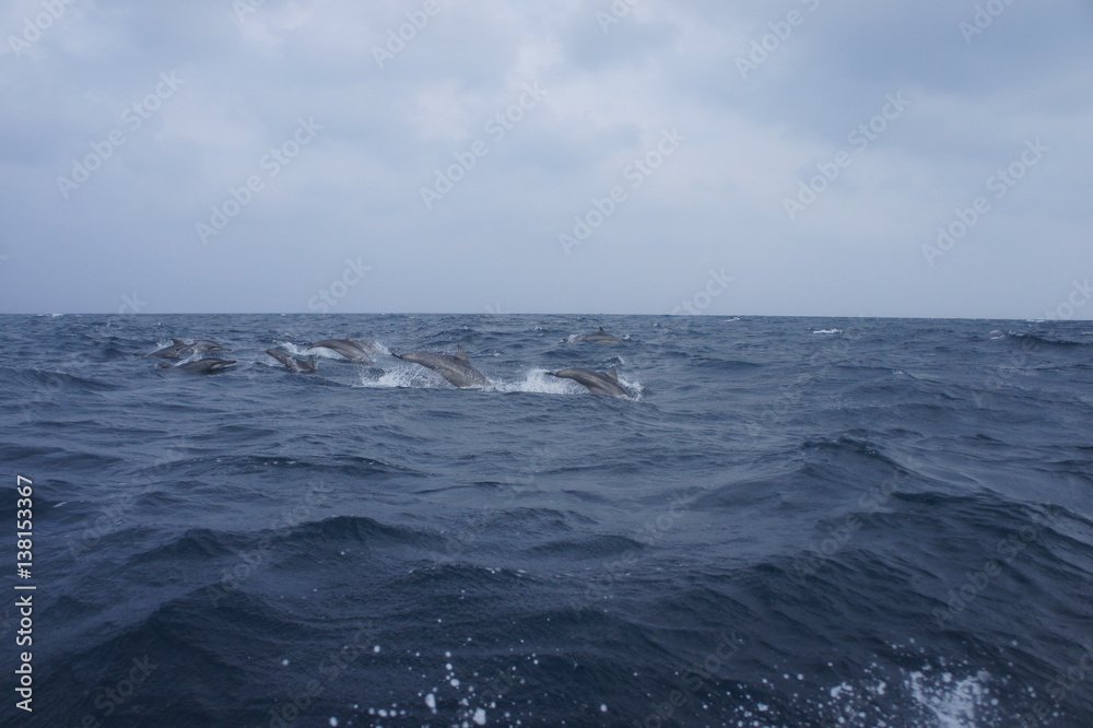 Fototapeta premium SONY DSC