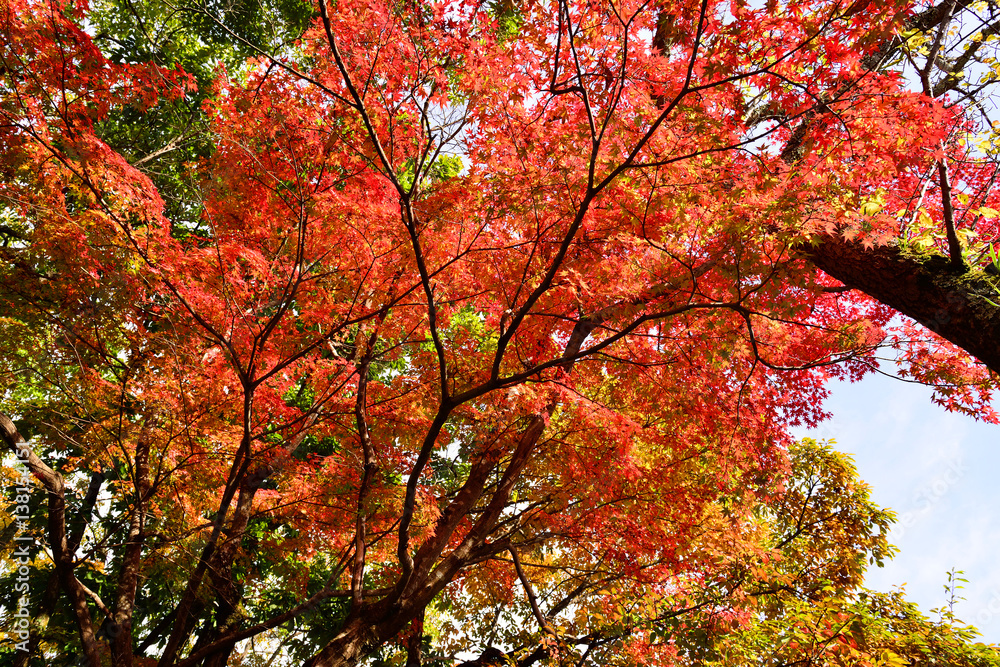 湯布院の紅葉