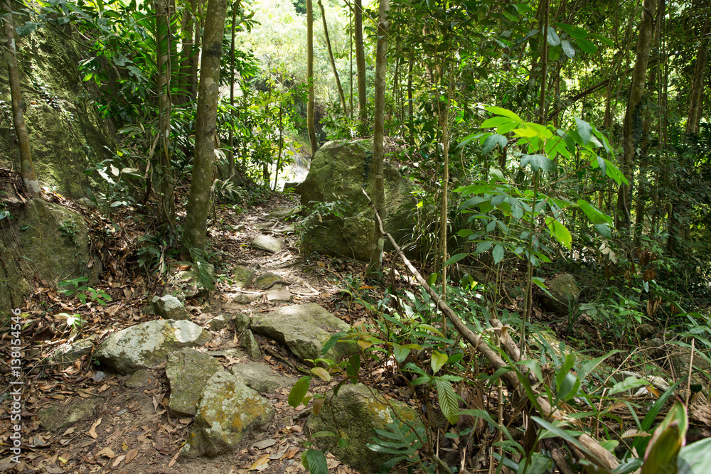 Obraz premium jungle