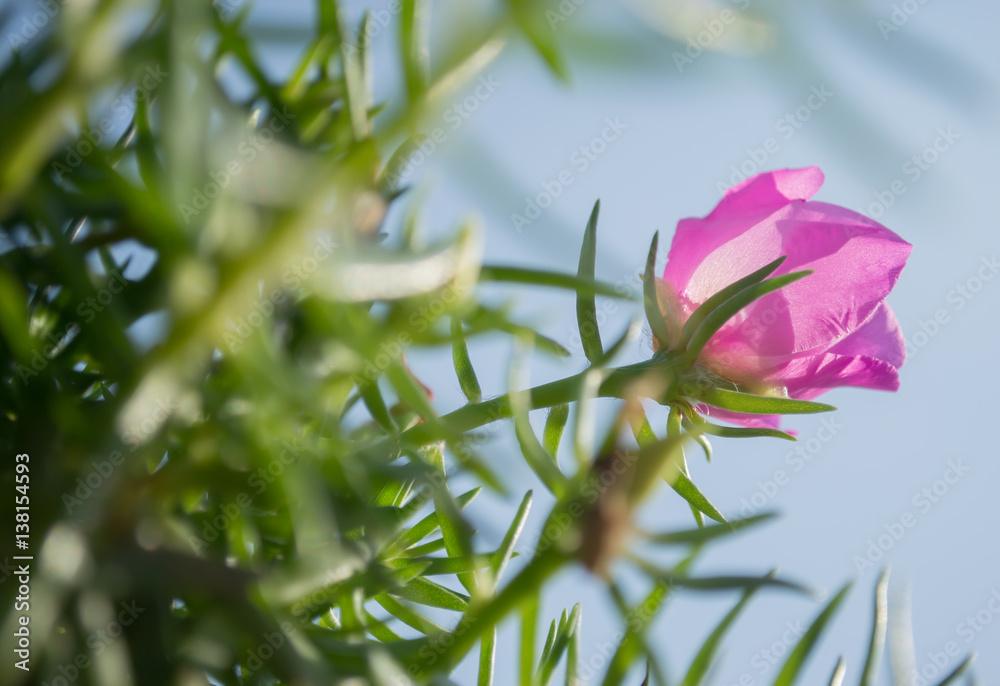 Obraz premium flower in the sky