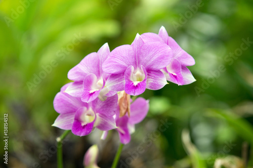  orchid © Pakhnyushchyy