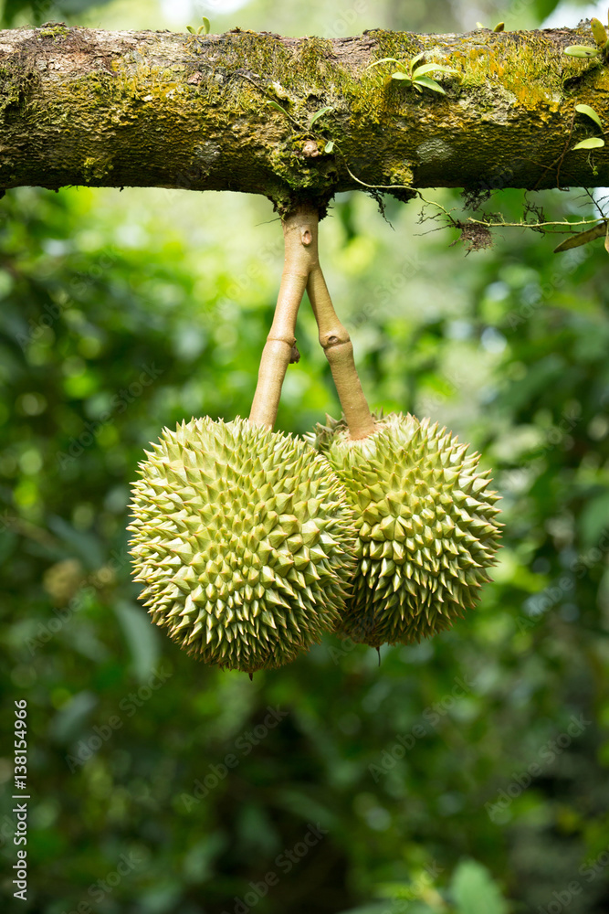 durian durian