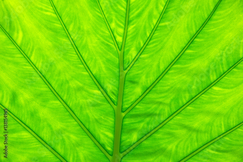 green leaf texture