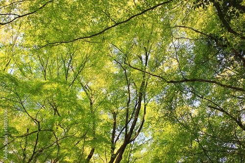 新緑の森 © bongoman