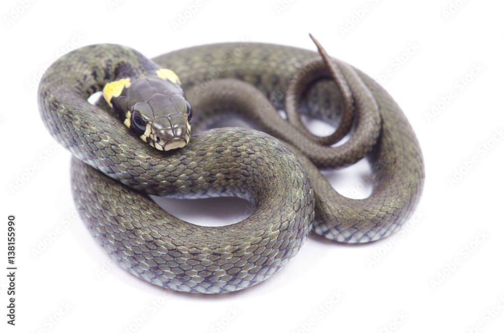 Obraz premium snake