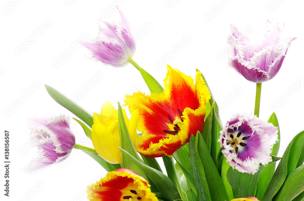 Fototapeta premium tulips