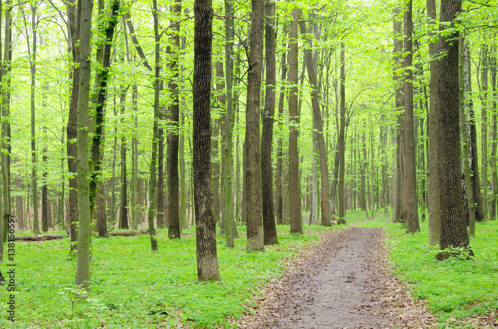 forest forest