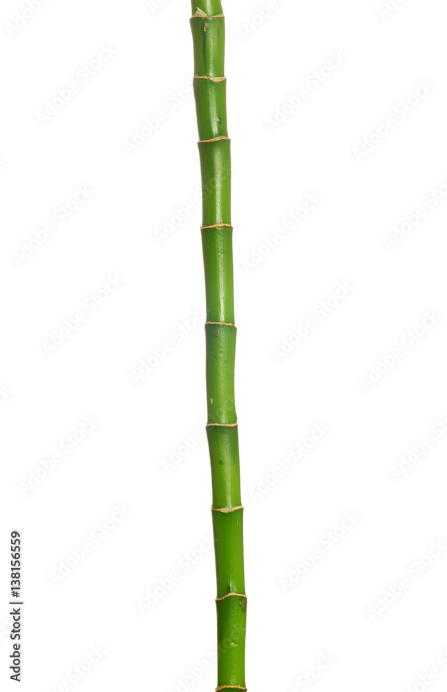 Naklejka premium green bamboo