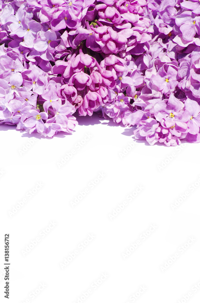 lilac flower lilac flower
