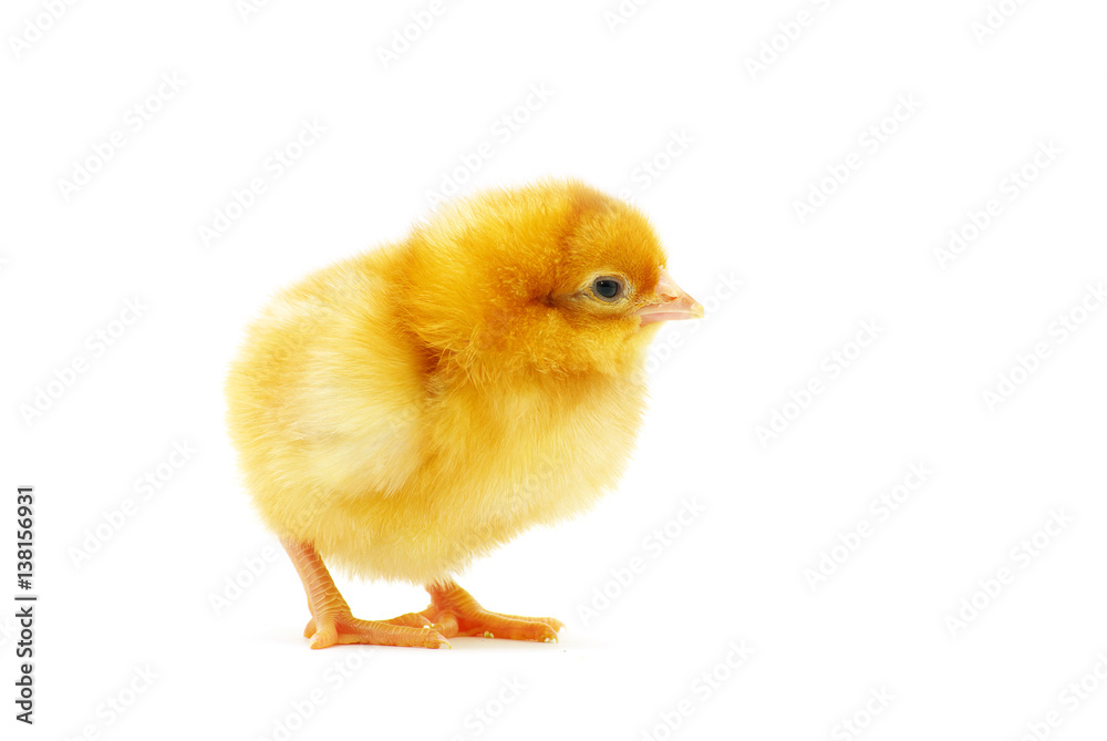 chicken chicken