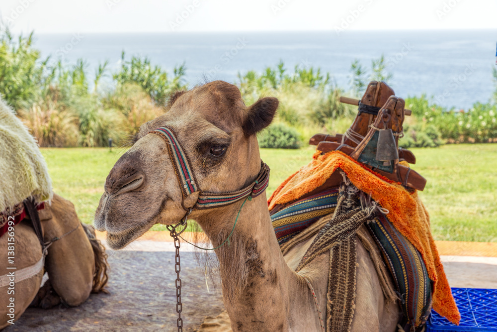 Naklejka premium Camel resting on sand