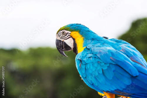 Blue macaw parrot