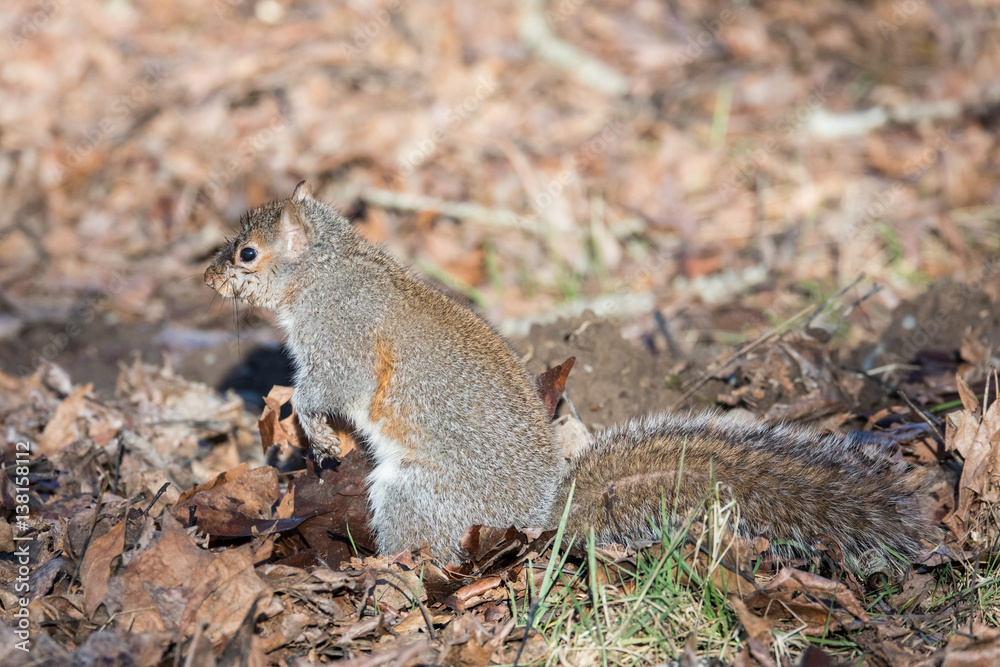 An Eastern Gray (Grey) Squirrel foraging for seeds on a warm winter's day in the Pacific Northwest, where they are an introduced species. An Eastern Gray (Grey) Squirrel foraging for seeds on a warm winter's day in the Pacific Northwest, where they are an introduced species.