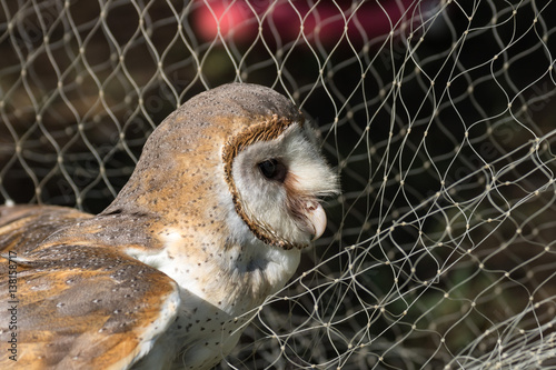 The Trap of owl photo