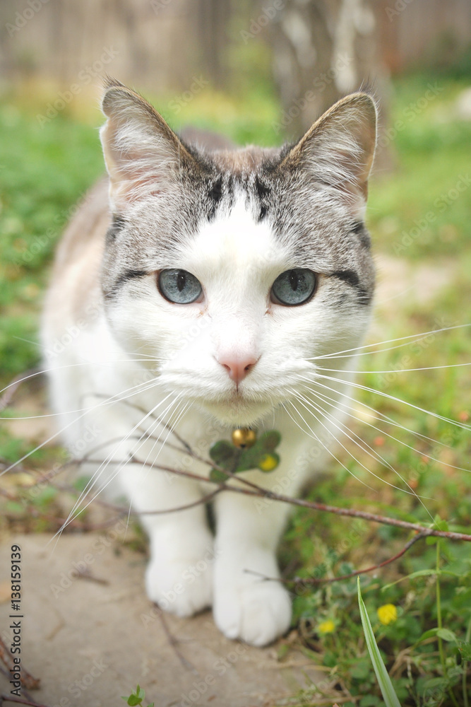 Fototapeta premium Blue-eyed gray-and-white cat playing in grass