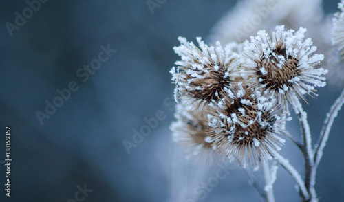 Frozen dry burdock flowers © Branimir