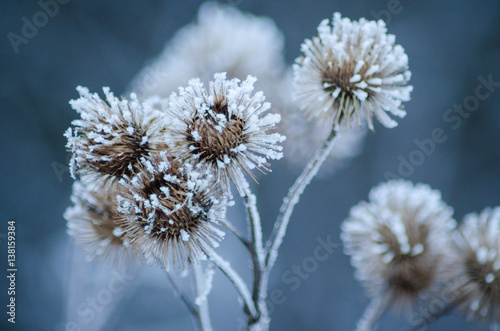 Frozen dry burdock flowers © Branimir