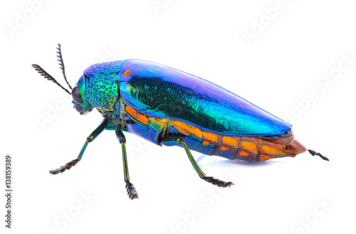 Jewel beetle isolated on white.