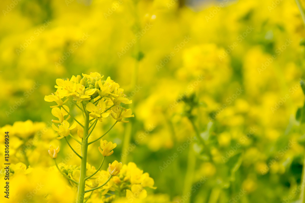 Rape blossoms