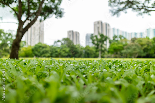 Fotografija green garden with condominiums in the background, shallow depth of field