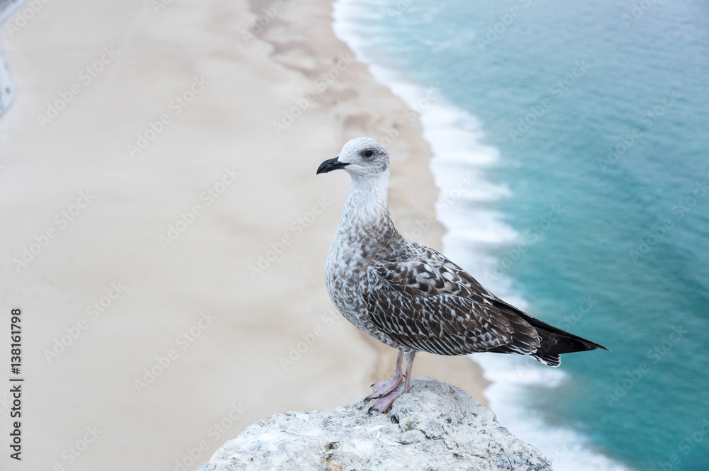 Obraz premium View on seagull