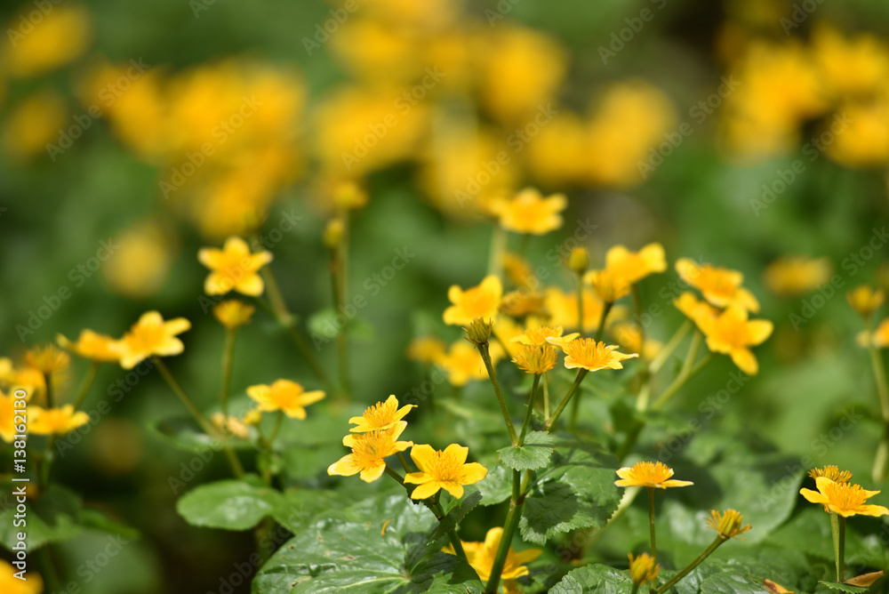 Blooming yellow flowers