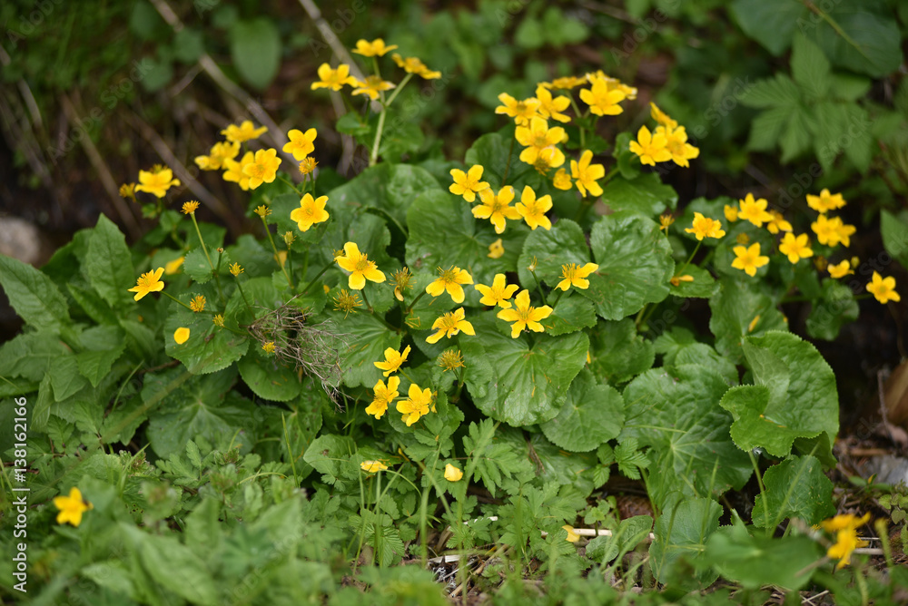 Yellow wildflowers in the wild