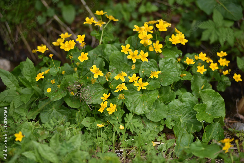 Fototapeta premium Yellow wildflowers in the wild
