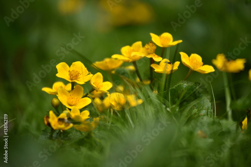 Beautiful yellow wildflowers blooming in the meadow