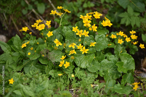 Yellow wildflowers in the wild
