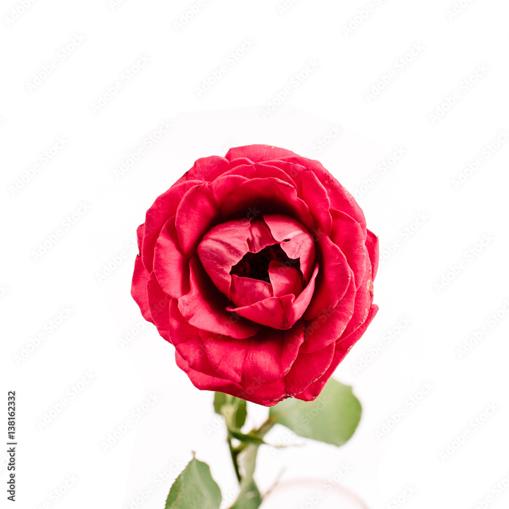 Beautiful red rose flower isolated on white background. Flat lay, top view. Mothers day or valentines day background. Beautiful red rose flower isolated on white background. Flat lay, top view. Mothers day or valentines day background.