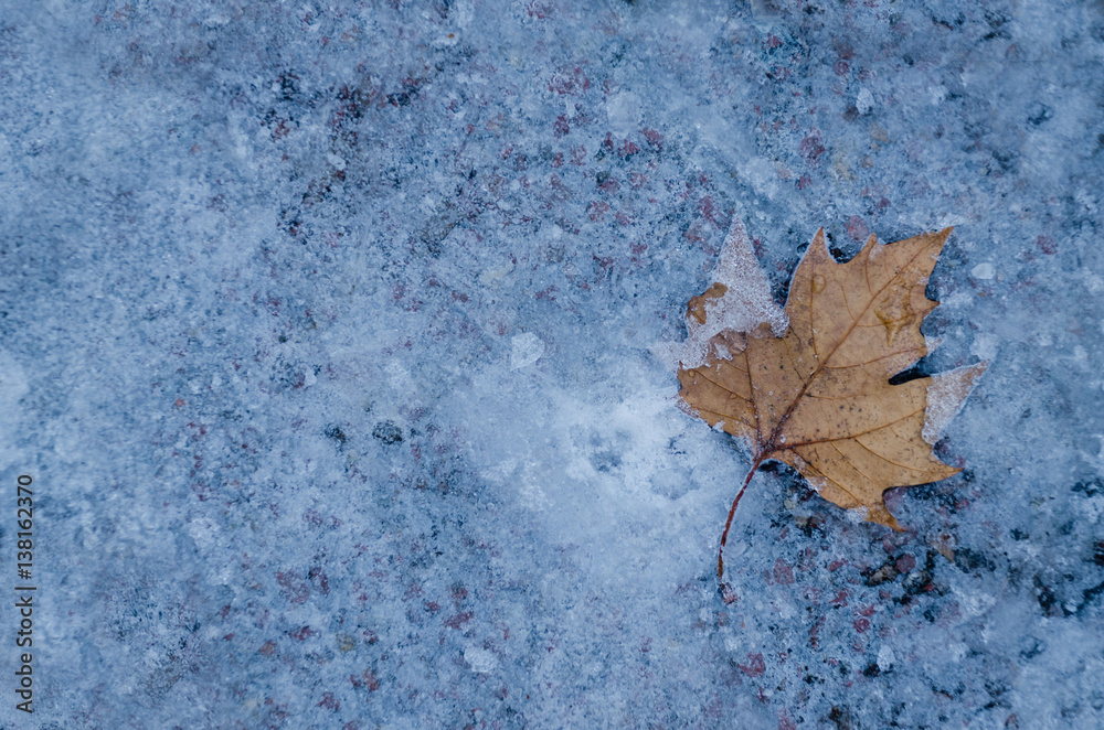 Brown leaf on a frozen pavement 