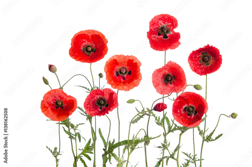 Fototapeta premium czerwone maki na białym tle