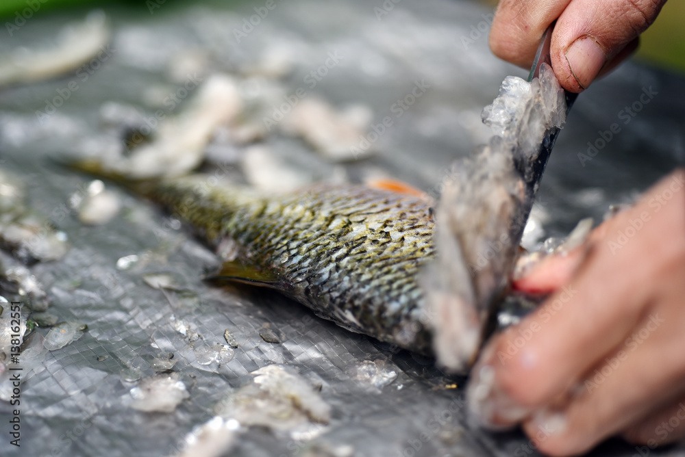 Fisherman clean a fish from scales