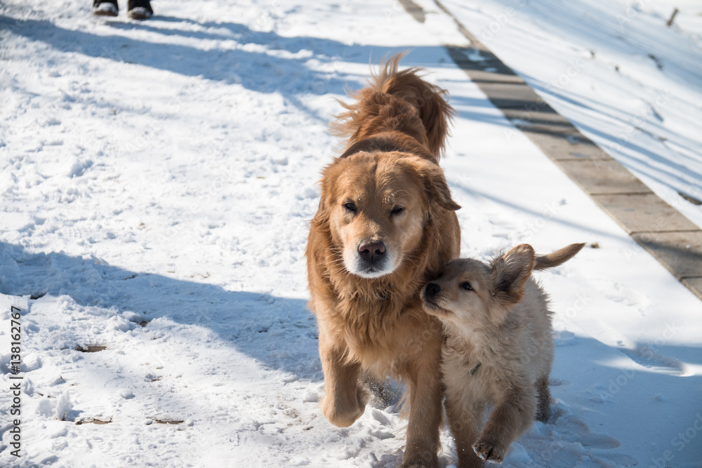 Golden dog in the snow Golden dog in the snow
