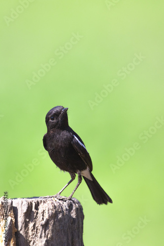 Image of bird black on nature background. Pied Bushchat ( Saxicola caprata ) photo