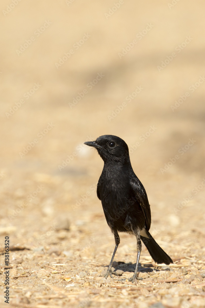 Image of bird black on nature background. Pied Bushchat ( Saxicola caprata ) Image of bird black on nature background. Pied Bushchat ( Saxicola caprata )