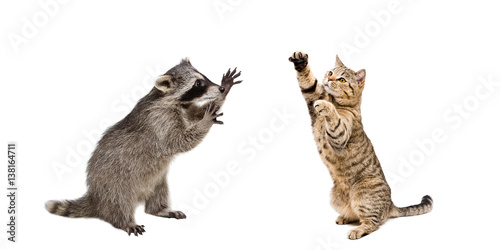 Playful raccoon and cat, standing on his hind legs, isolated on white background