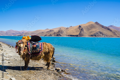 Yamdrok lake in Tibet with Yak