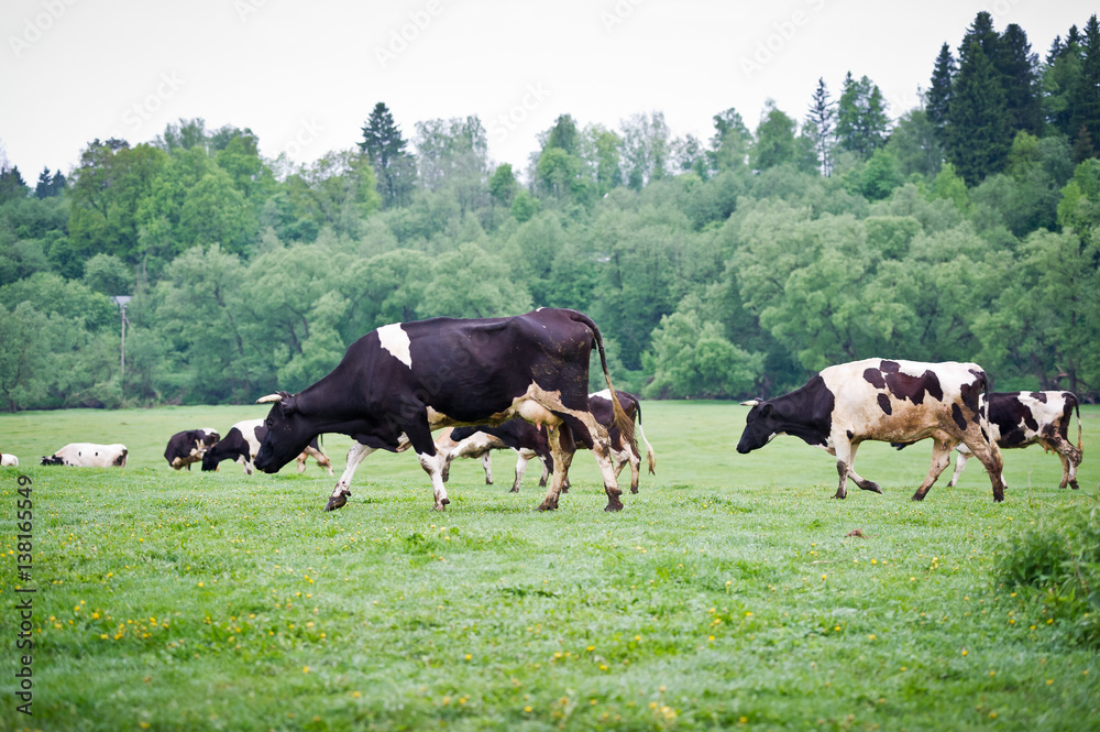 Black and white cow eating green meadow on grass Black and white cow eating green meadow on grass