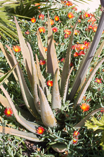 Natural background with blooming Aloe flowers. Medicine photo