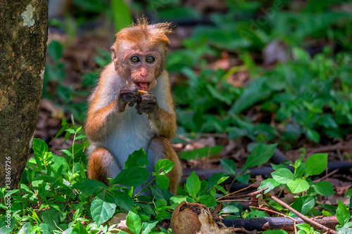 Sri-Lankan toque macaque photo