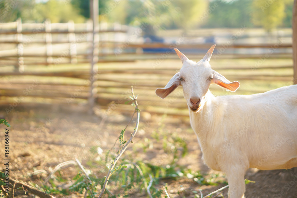 Fototapeta premium Goats living in the paddock steel of farm.