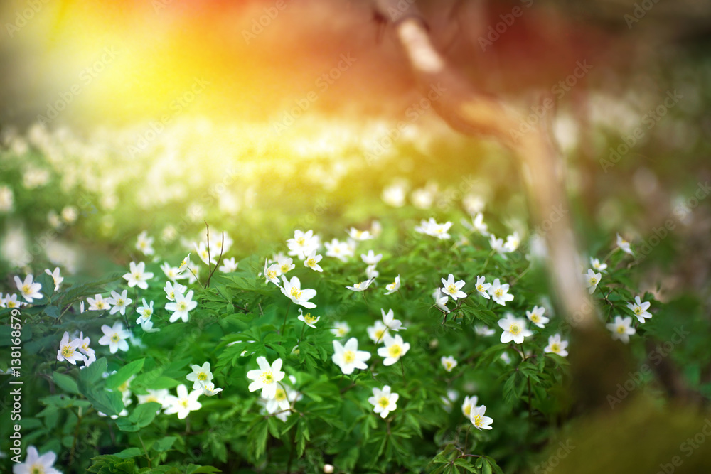Flowering forest on sunset sunrise dawn with soft focus, spring floral  botanic nature background wallpaper. Wild forest flowers snowdrops. Stock  Photo | Adobe Stock