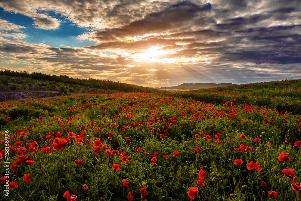 Fantastic evening with flowering hills in the warm sunlight in the twilight. dramatic sky. beautiful morning scene. wonderful blooming field of poppies. soft selective focus. creative image.